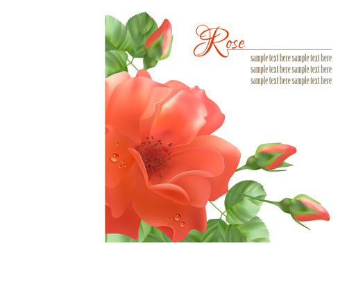 Realistic red rose background art