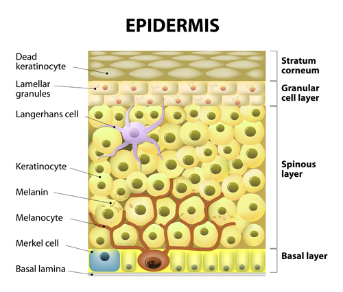 Skin structure diagram vectors material 04