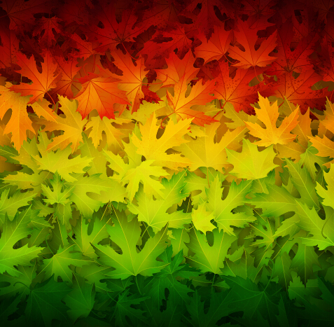 Realistic autumn leaves pattern vector graphics 03