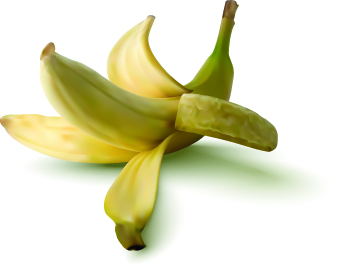 vector illustration vector realistic banana  