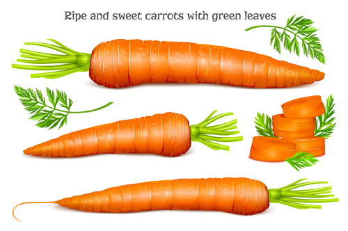 Ripe green leaves carrots 