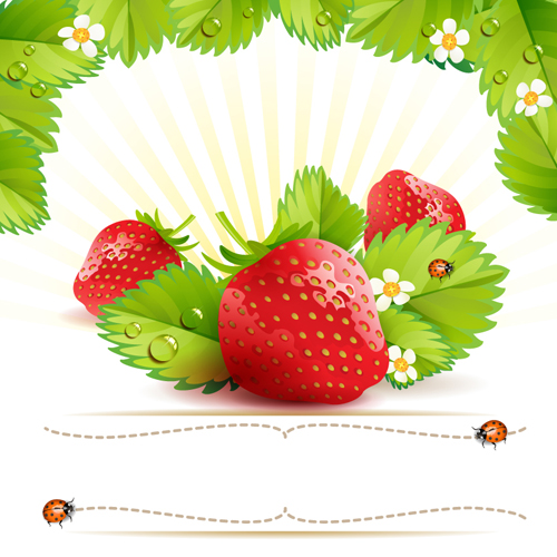 Fresh Strawberry vector 01