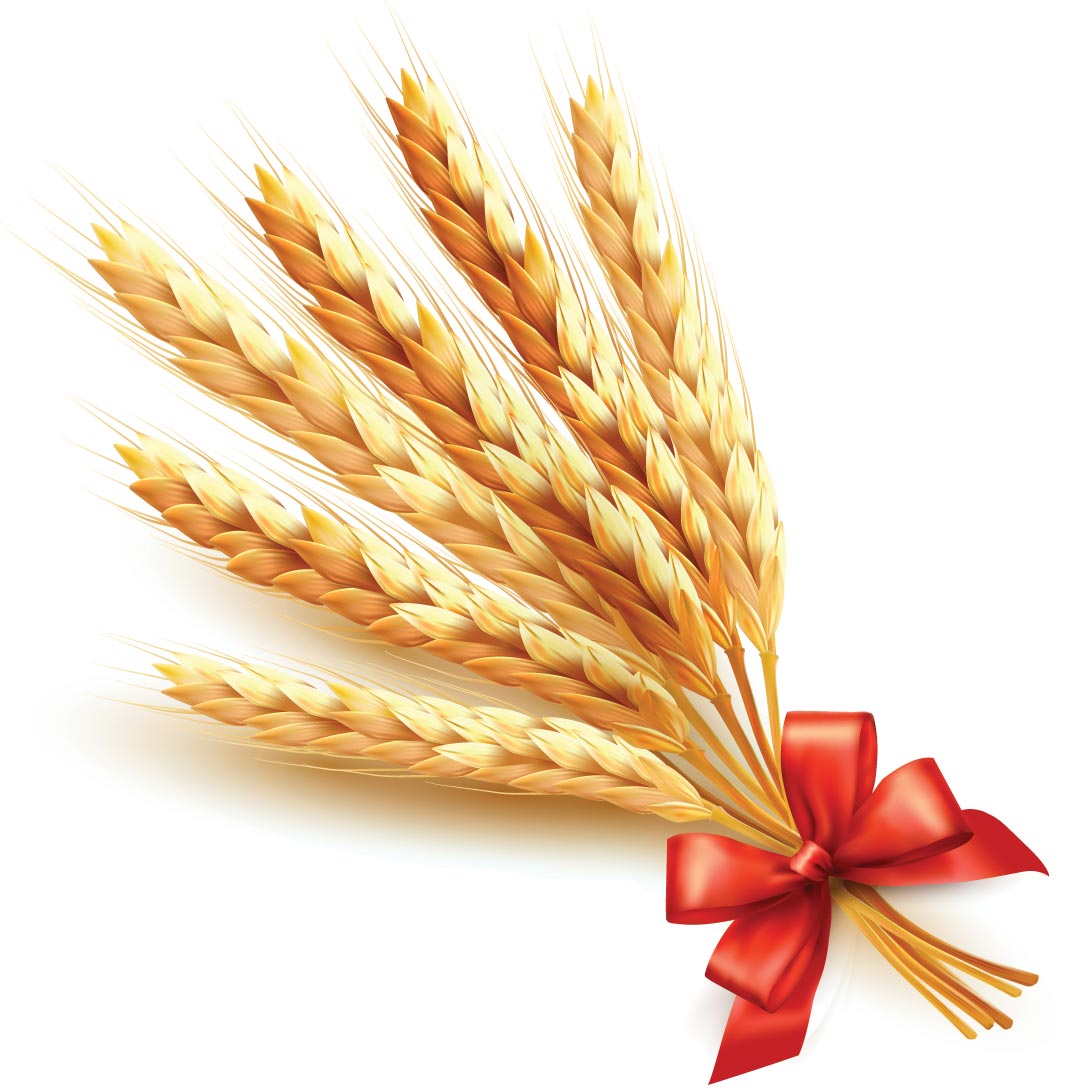 wheat ribbon golden background 