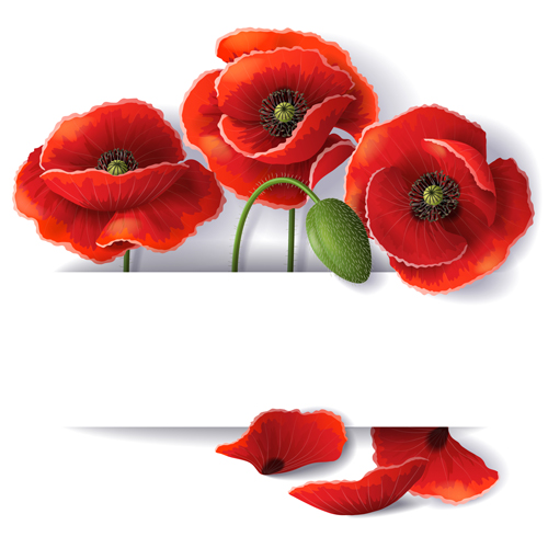 Red poppy with white background vector 01