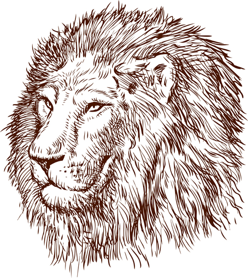lion Hand drawing 