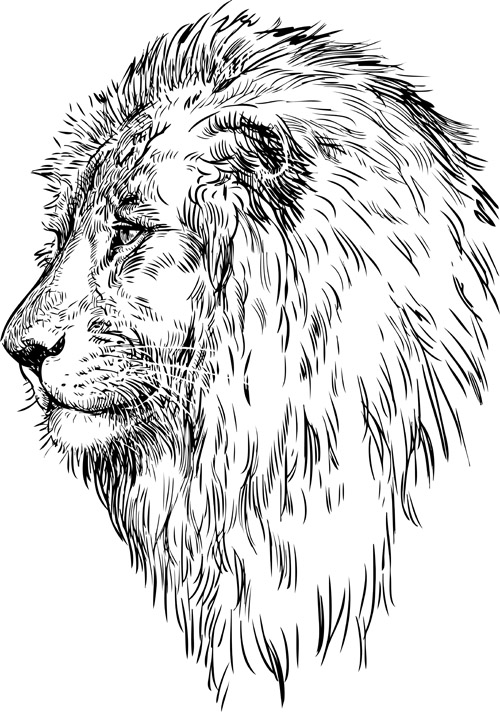 lion Hand drawing 