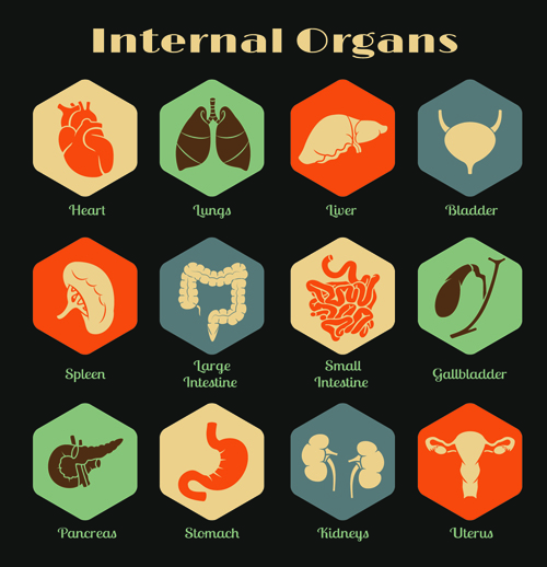 Various internal organs icons design vector 03