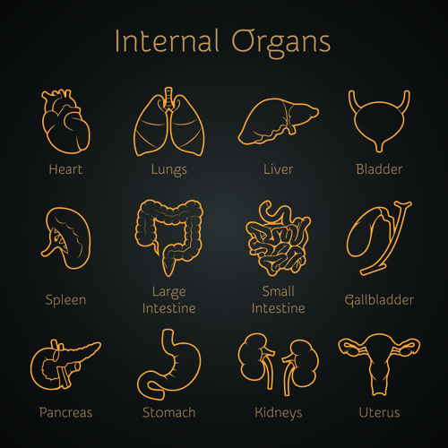 Various organs Internal Organs icons icon 