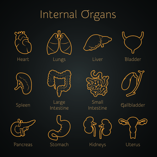 Various internal organs icons design vector 04