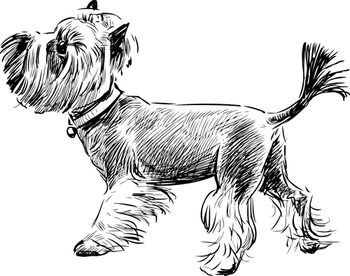 sketch dogs dog 