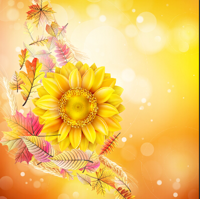 sunflower flowers beautiful background 
