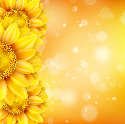 sunflower golden flowers beautiful background 