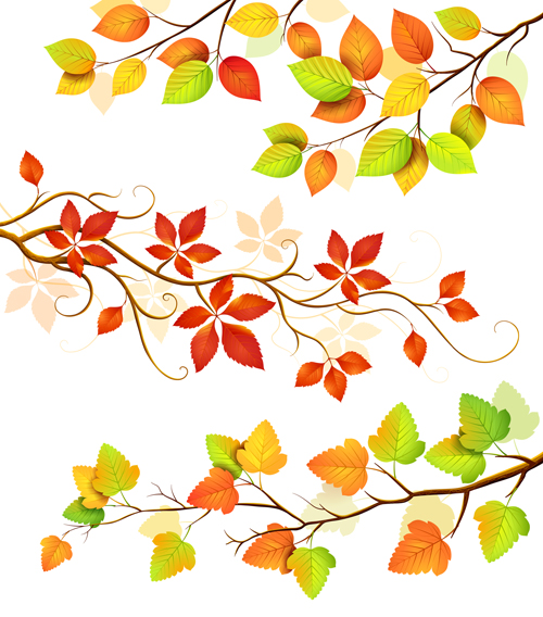 leaf colored color 