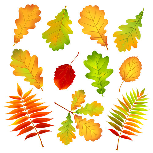 Colored Leaf vector set 03