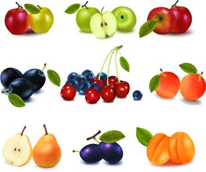 vector illustration realistic fruit 