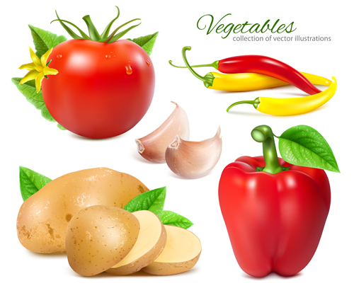 Tomatoes, chili with garlic and potato vector