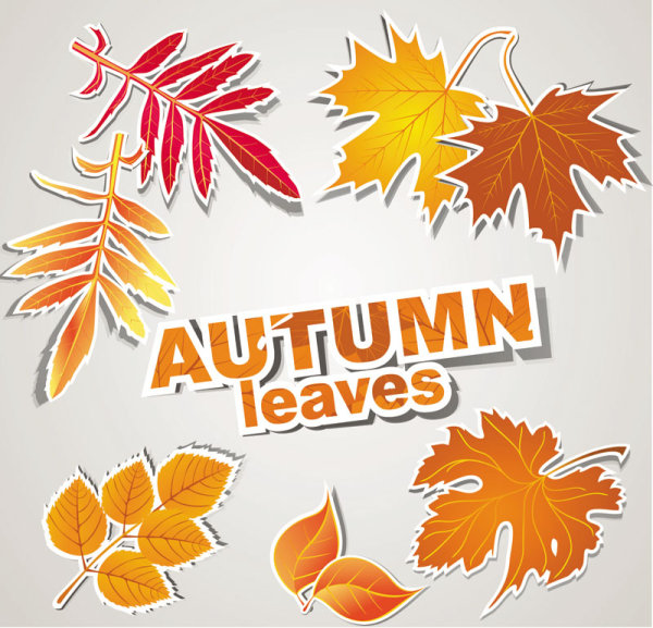 leaves autumn 
