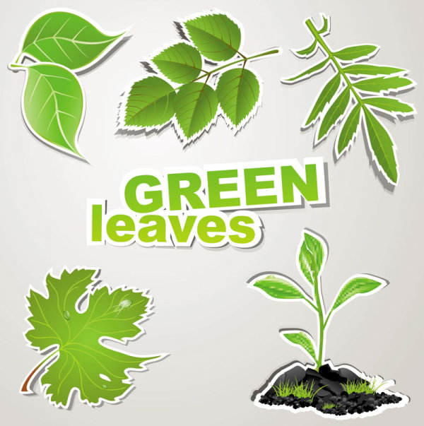 green leaves design elements vector