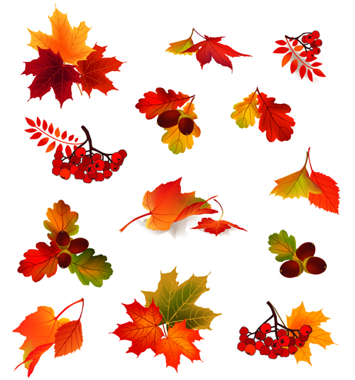 leaves with fruit vector material 01 Autumn leaves with fruit vector material 01