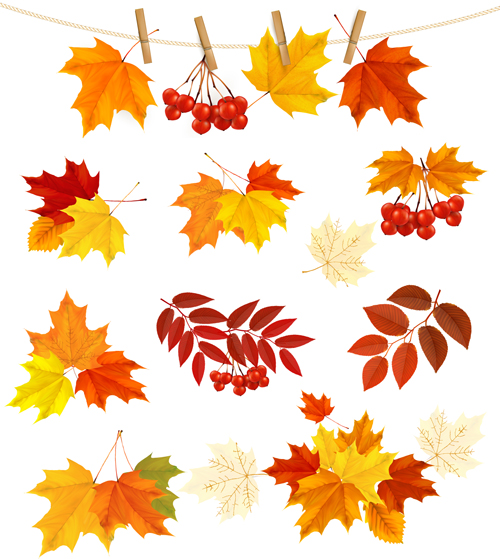leaves with fruit vector material 02 Autumn leaves with fruit vector material 02