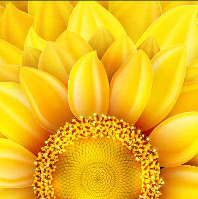 sunflower golden flowers flower beautiful 