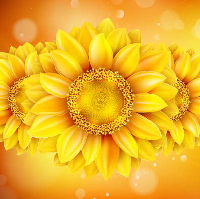 sunflower golden flowers beautiful 