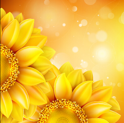 sunflower golden flowers beautiful background 