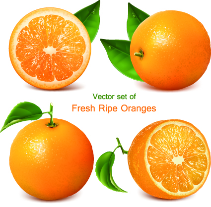 vector illustration realistic illustration fruit 