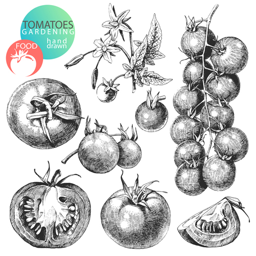 vector material tomato sketch 