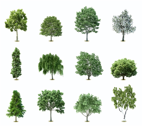 Various trees 