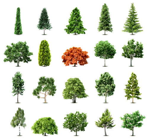 Various trees elements element 