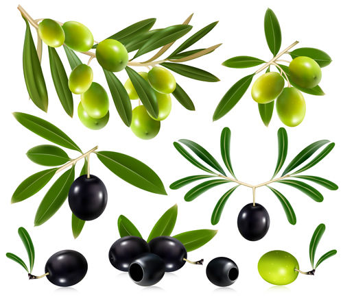 olive delicate 