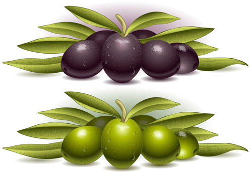 Delicate olives vector design material 05