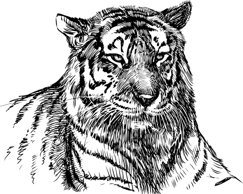 tiger Hand drawing drawing 