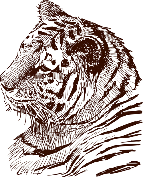 Hand drawing tiger vector material 02