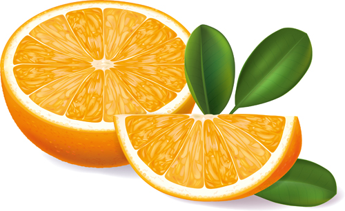 Orange segments creative vector