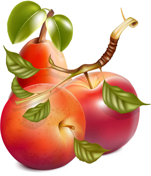 Different Fruit and green leaves vector 05