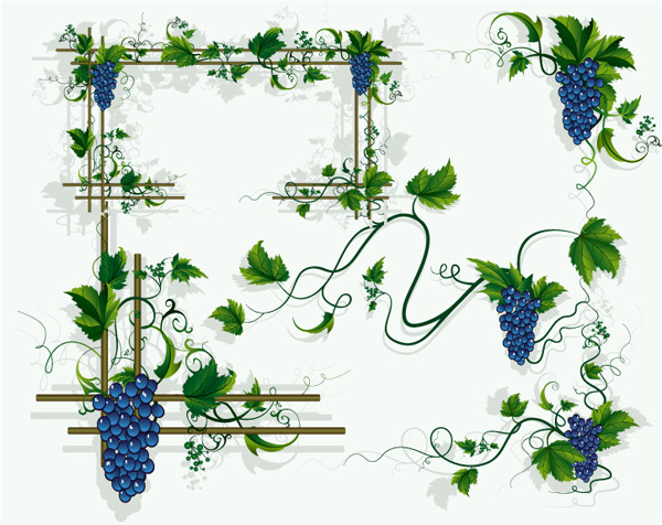 Grape frame vector