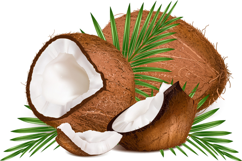 vector material realistic coconut 