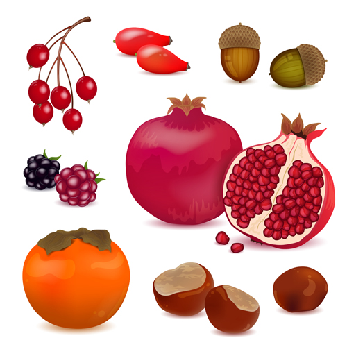 pomegranate illustration berries 