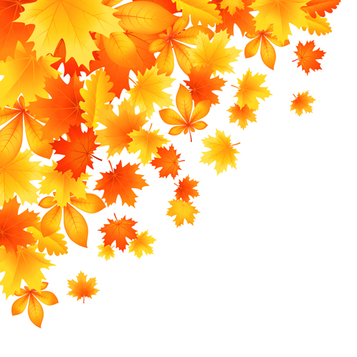 Beautiful autumn Leaves vector 01