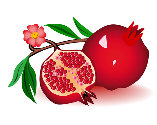 realistic pomegranate 