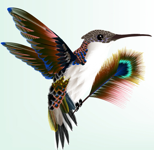Bird with peacock feathers vector material