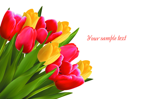 tulips Backgrounds background 