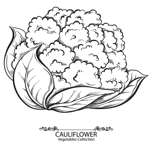 vegetables hand drawn design cauliflower 