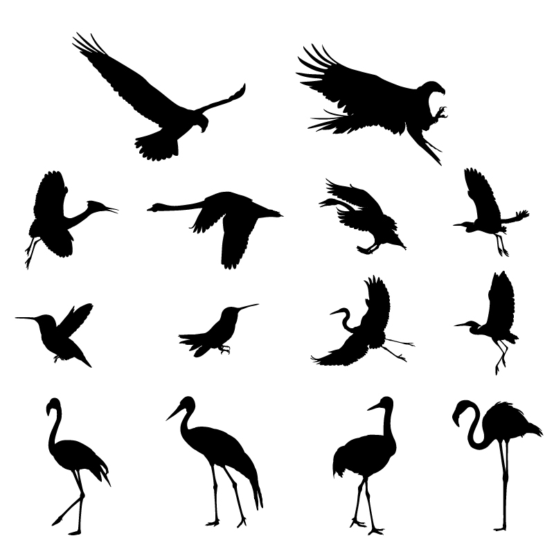Various silhouettes silhouette birds bird 
