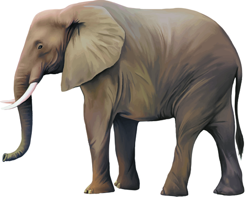 Vector set Realistic animal design material 07