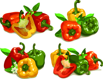 Chili vector 01