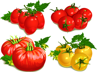 vector tomato colored 