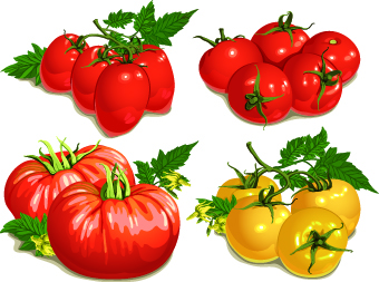 Colored Tomato vector